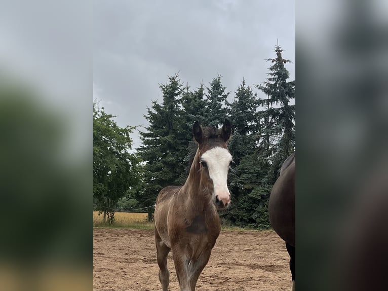 Duitse rijpony Hengst Veulen (05/2025) 148 cm Bruin in Klingenberg Duitse rijpony Hengst Veulen (05/2025) 148 cm Bruin in Klingenberg