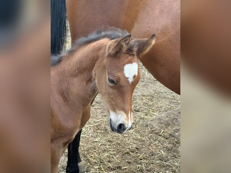 Duitse rijpony Hengst  148 cm Bruin in Worpswede
