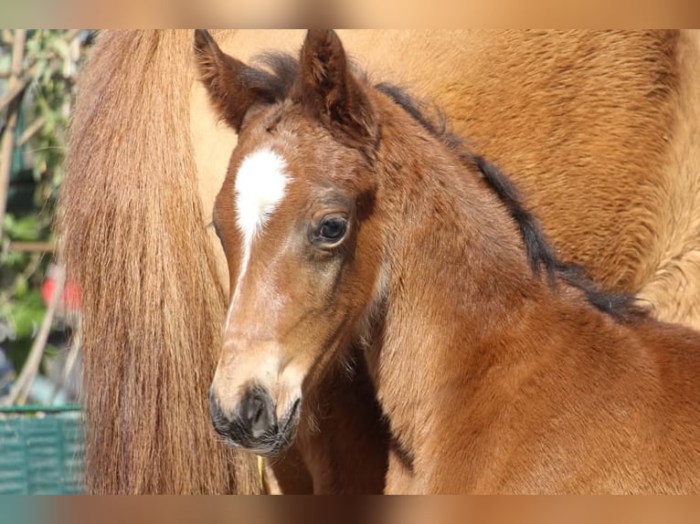 Duitse rijpony Hengst  148 cm Bruin in Rees