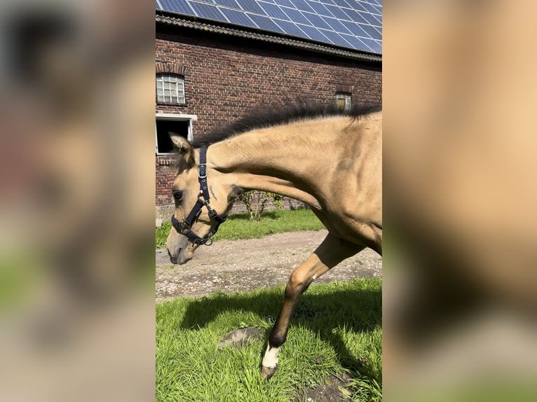 Duitse rijpony Hengst veulen (05/2024) 148 cm Buckskin in Datteln