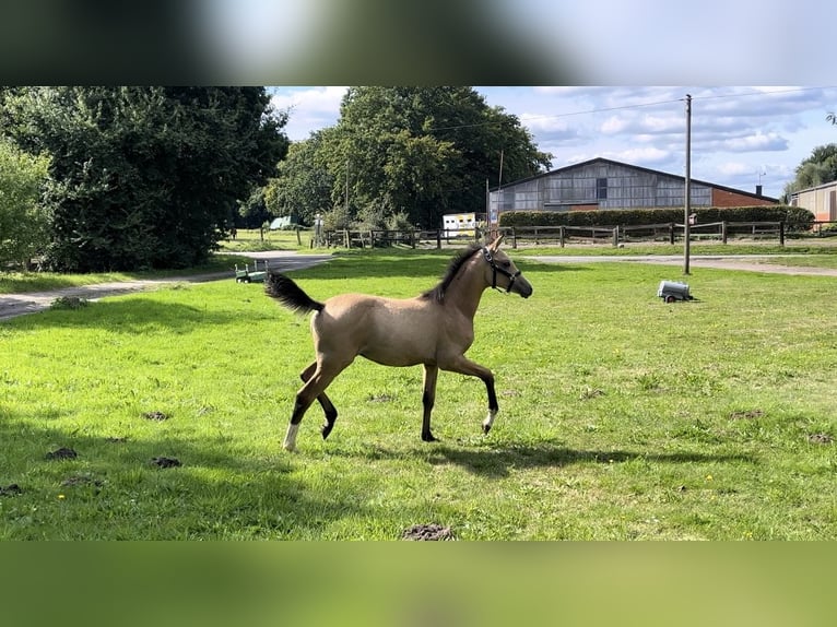 Duitse rijpony Hengst veulen (05/2024) 148 cm Buckskin in Datteln