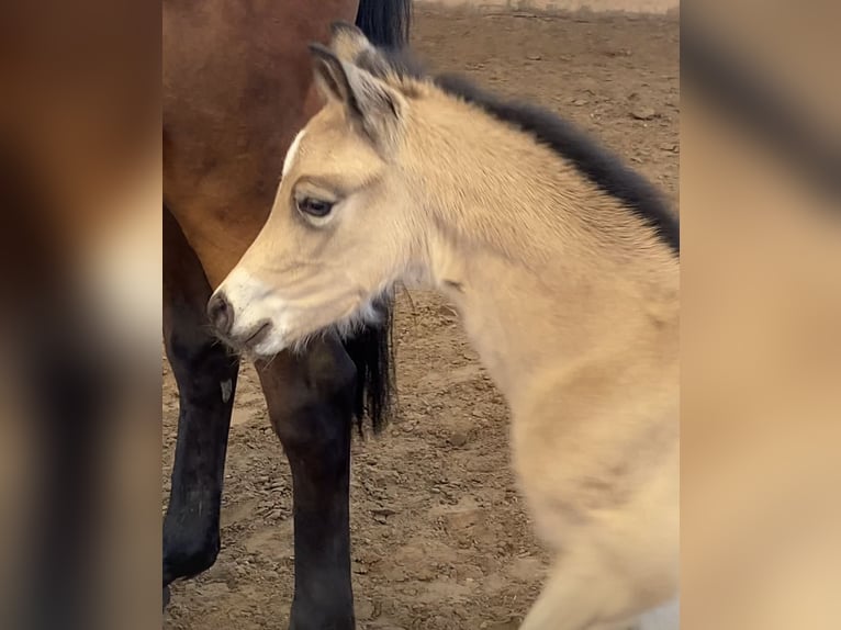 Duitse rijpony Hengst veulen (03/2024) 148 cm Buckskin in Achim