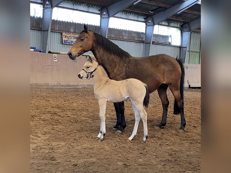 Duitse rijpony Hengst veulen (03/2024) 148 cm Buckskin in Achim