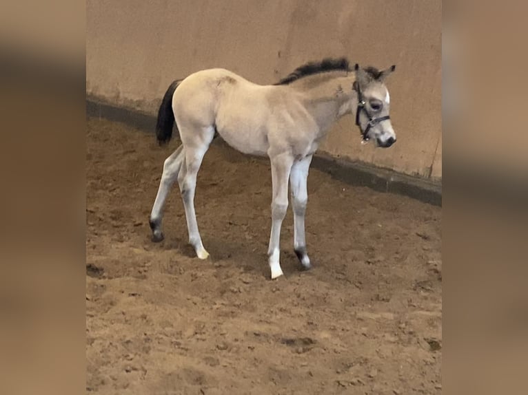 Duitse rijpony Hengst veulen (03/2024) 148 cm Buckskin in Achim