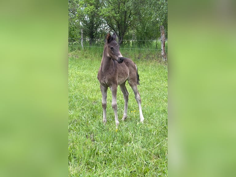 Duitse rijpony Hengst Veulen (04/2026) 148 cm Buckskin in Meinersen