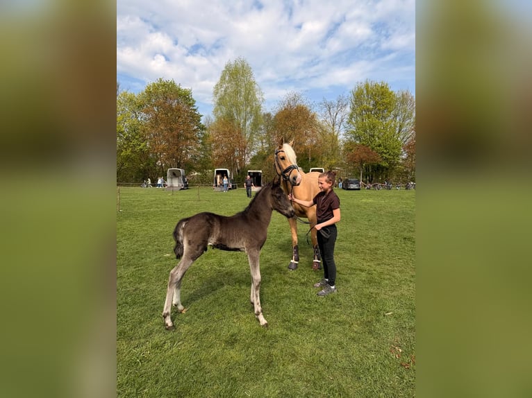 Duitse rijpony Hengst Veulen (04/2026) 148 cm Buckskin in Meinersen