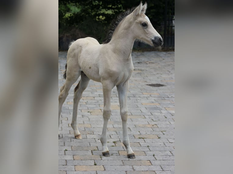 Duitse rijpony Hengst veulen (05/2024) 148 cm Buckskin in Hüffelsheim