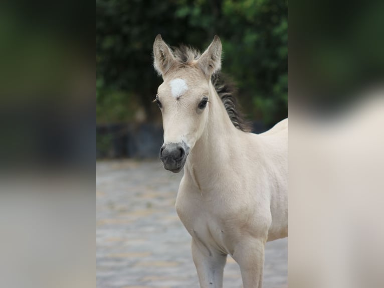 Duitse rijpony Hengst veulen (05/2024) 148 cm Buckskin in Hüffelsheim