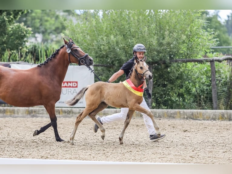 Duitse rijpony Hengst Veulen (05/2025) 148 cm Buckskin in Pitten