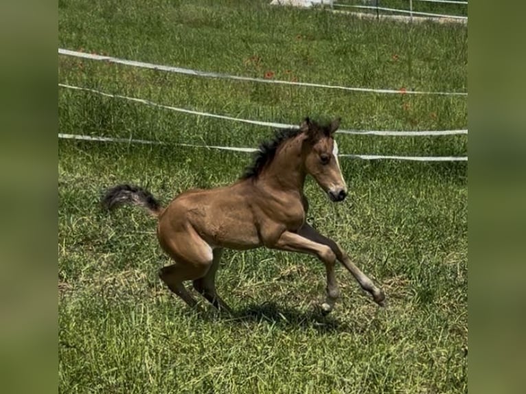 Duitse rijpony Hengst Veulen (05/2025) 148 cm Buckskin in Pitten