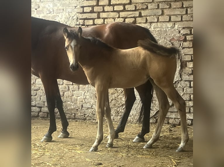 Duitse rijpony Hengst Veulen (05/2025) 148 cm Buckskin in Pitten