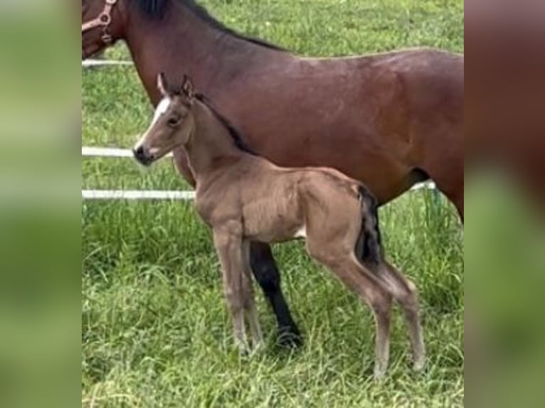 Duitse rijpony Hengst Veulen (05/2025) 148 cm Buckskin in Pitten