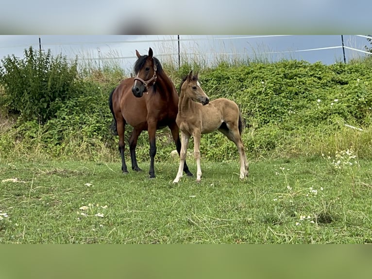 Duitse rijpony Hengst Veulen (05/2025) 148 cm Buckskin in Pitten