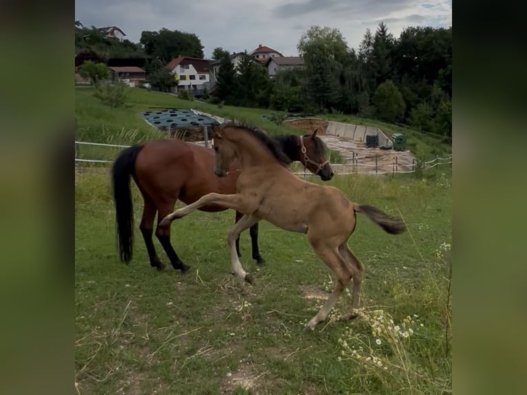 Duitse rijpony Hengst Veulen (05/2025) 148 cm Buckskin in Pitten