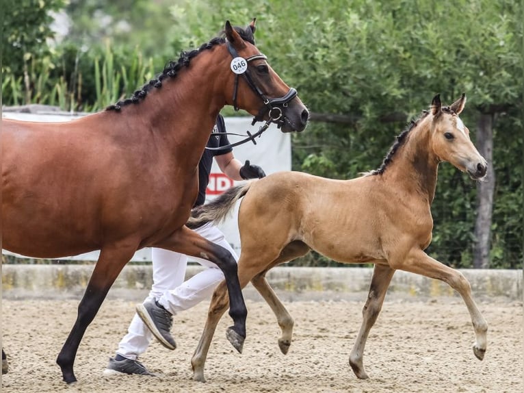 Duitse rijpony Hengst Veulen (05/2025) 148 cm Buckskin in Pitten