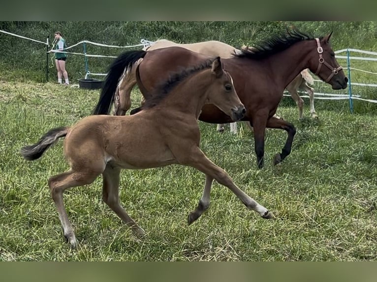 Duitse rijpony Hengst Veulen (05/2025) 148 cm Buckskin in Pitten