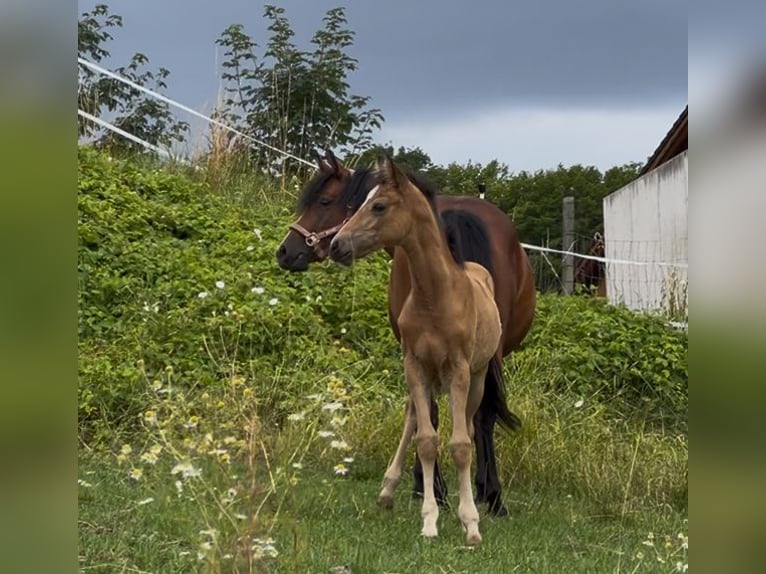 Duitse rijpony Hengst Veulen (05/2025) 148 cm Buckskin in Pitten