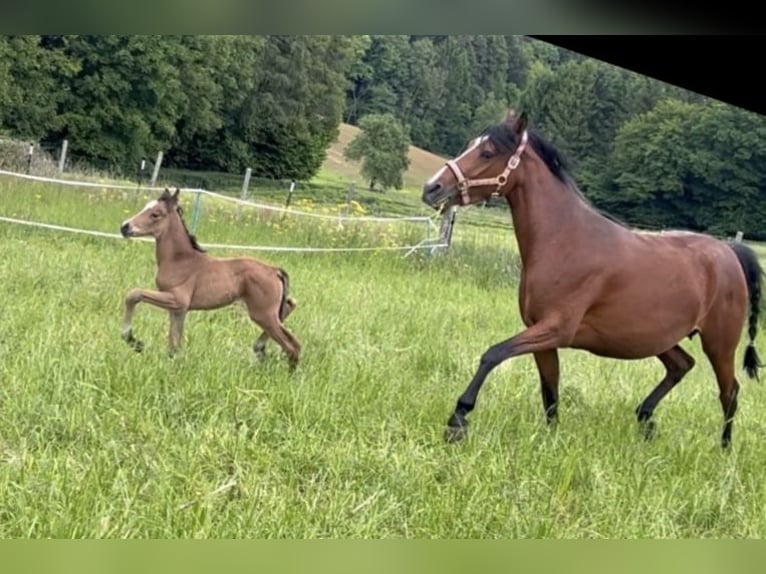 Duitse rijpony Hengst Veulen (05/2025) 148 cm Buckskin in Pitten