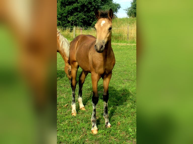 Duitse rijpony Hengst veulen (02/2024) 148 cm Buckskin in Velpke