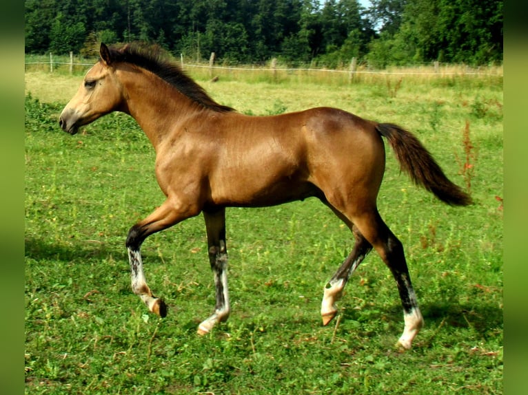 Duitse rijpony Hengst veulen (02/2024) 148 cm Buckskin in Velpke