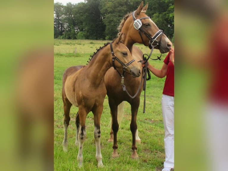 Duitse rijpony Hengst veulen (02/2024) 148 cm Buckskin in Velpke