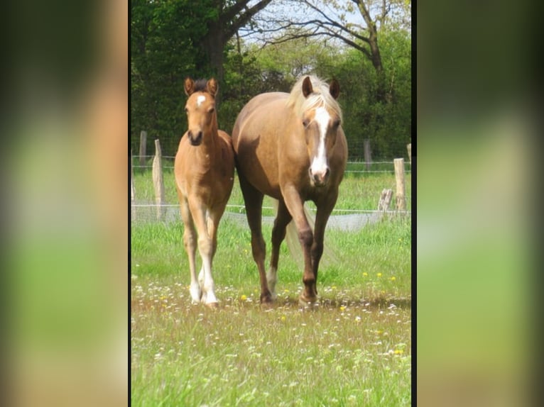 Duitse rijpony Hengst veulen (02/2024) 148 cm Buckskin in Velpke