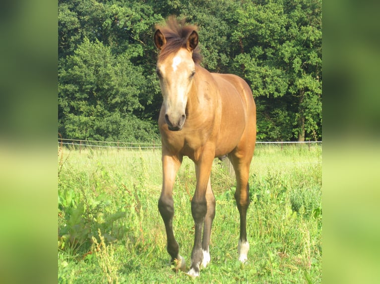 Duitse rijpony Hengst veulen (02/2024) 148 cm Buckskin in Velpke