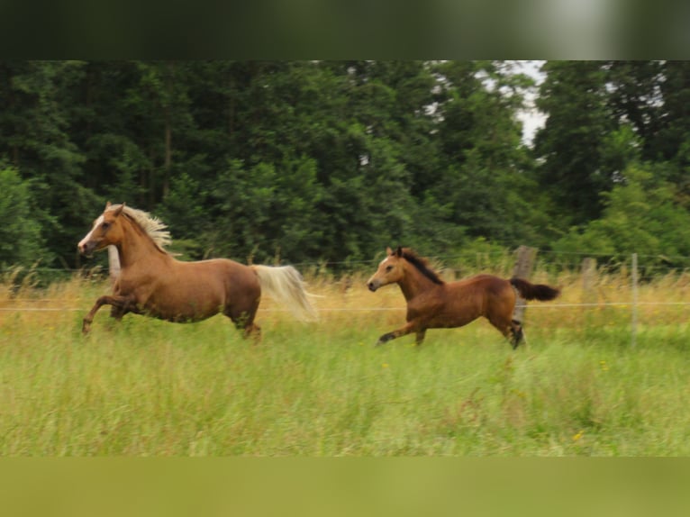 Duitse rijpony Hengst veulen (02/2024) 148 cm Buckskin in Velpke