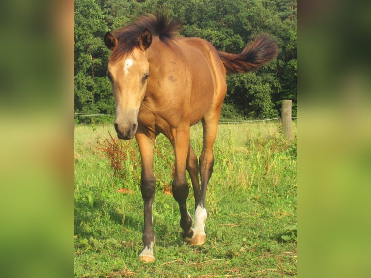 Duitse rijpony Hengst veulen (02/2024) 148 cm Buckskin in Velpke