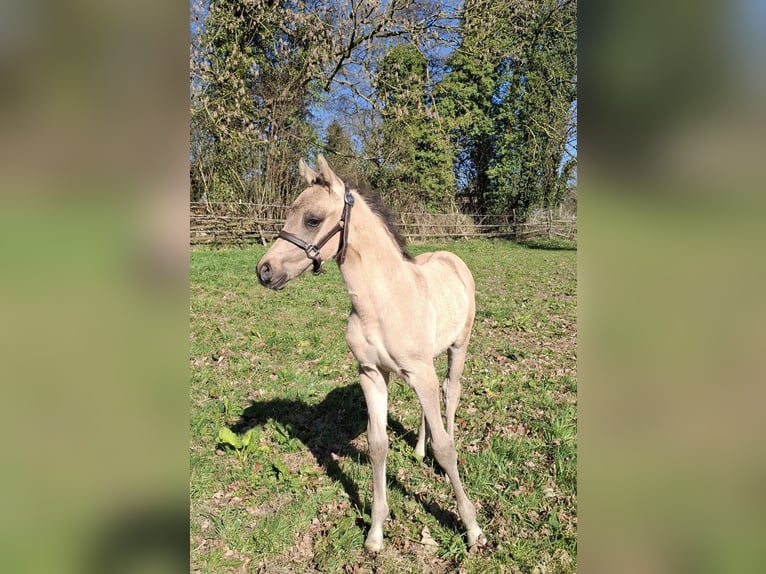 Duitse rijpony Hengst Veulen (03/2026) 148 cm Buckskin in Hagen im Bremischen