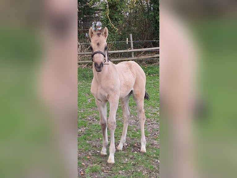 Duitse rijpony Hengst Veulen (03/2026) 148 cm Buckskin in Hagen im Bremischen
