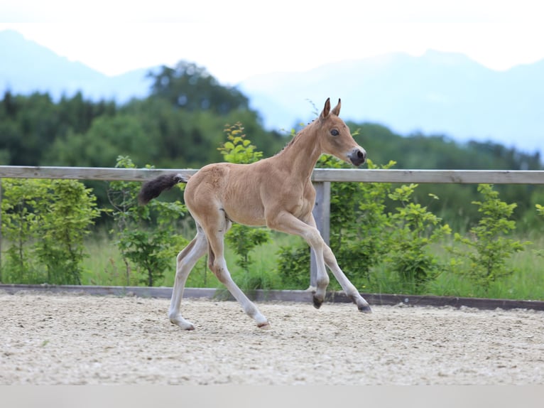 Duitse rijpony Hengst veulen (05/2024) 148 cm Buckskin in Ebersberg