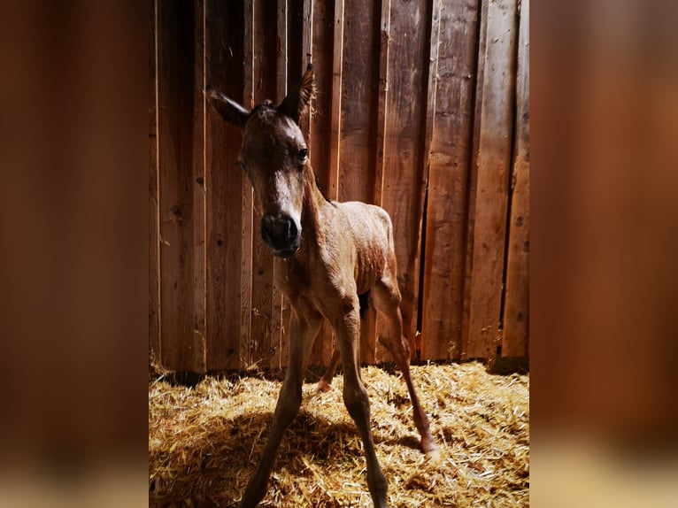 Duitse rijpony Hengst veulen (05/2024) 148 cm Buckskin in Ebersberg