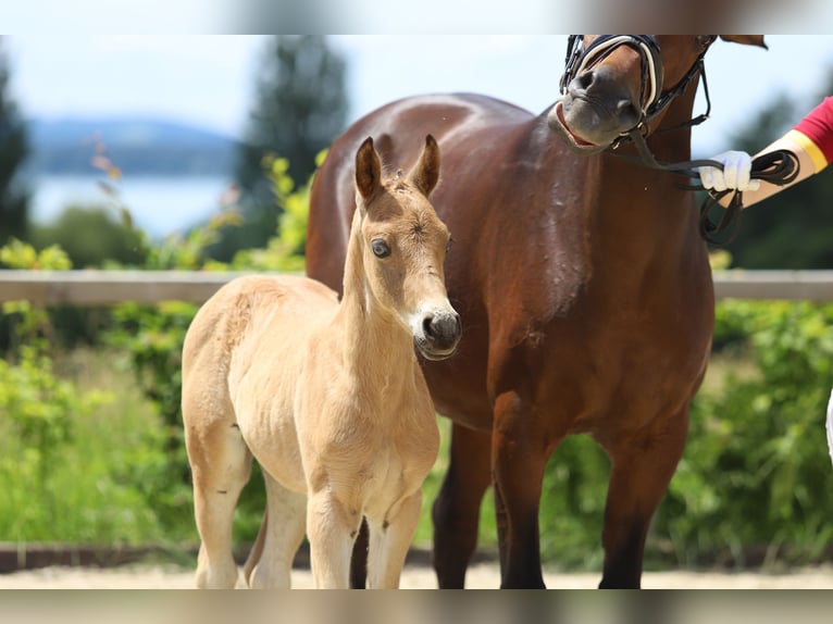 Duitse rijpony Hengst veulen (05/2024) 148 cm Buckskin in Ebersberg