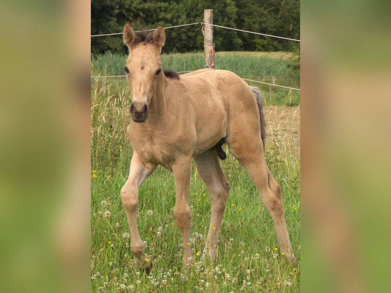 Duitse rijpony Hengst veulen (05/2024) 148 cm Buckskin in Ebersberg