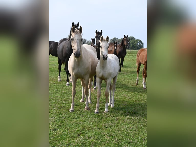 Duitse rijpony Hengst veulen (05/2024) 148 cm in Rethem