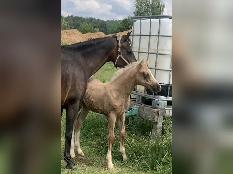 Duitse rijpony Hengst veulen (03/2024) 148 cm in Suhlendorf