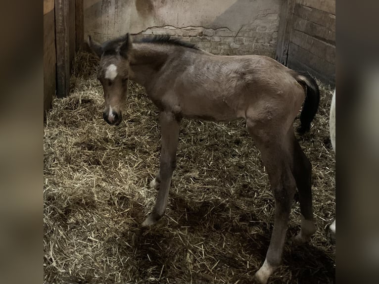 Duitse rijpony Hengst veulen (04/2024) 148 cm in SuhlendorfSuhlendorf