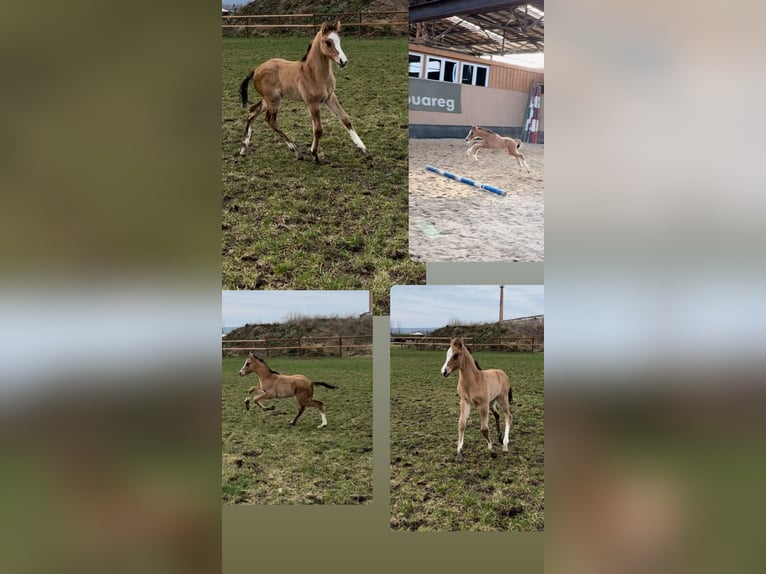 Duitse rijpony Hengst veulen (03/2024) 148 cm Falbe in Wegeleben