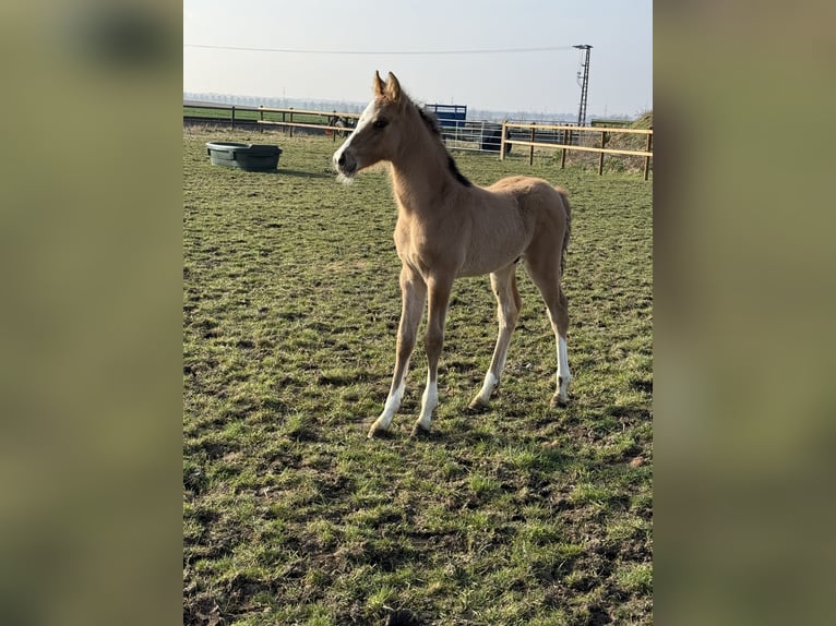 Duitse rijpony Hengst veulen (03/2024) 148 cm Falbe in Wegeleben