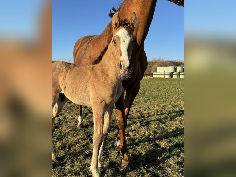 Duitse rijpony Hengst veulen (03/2024) 148 cm Falbe in Wegeleben