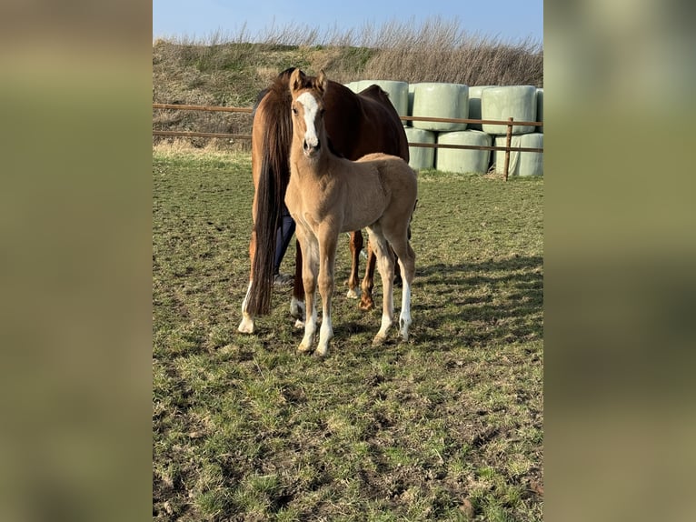 Duitse rijpony Hengst veulen (03/2024) 148 cm Falbe in Wegeleben