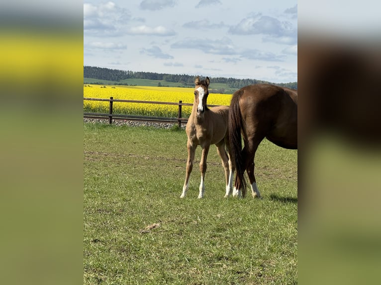 Duitse rijpony Hengst veulen (03/2024) 148 cm Falbe in Wegeleben