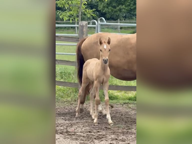 Duitse rijpony Hengst Veulen (05/2026) 148 cm Falbe in Grevenbroich