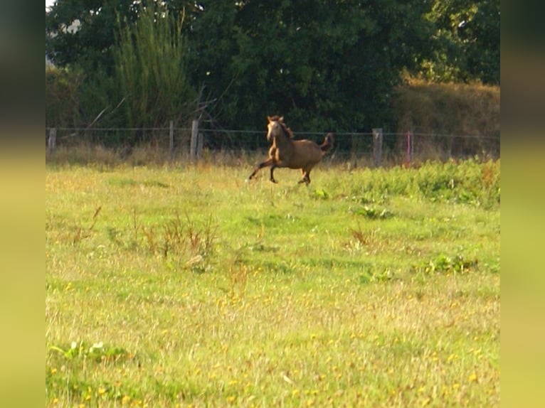 Duitse rijpony Hengst veulen (02/2024) 148 cm Falbe in Velpke