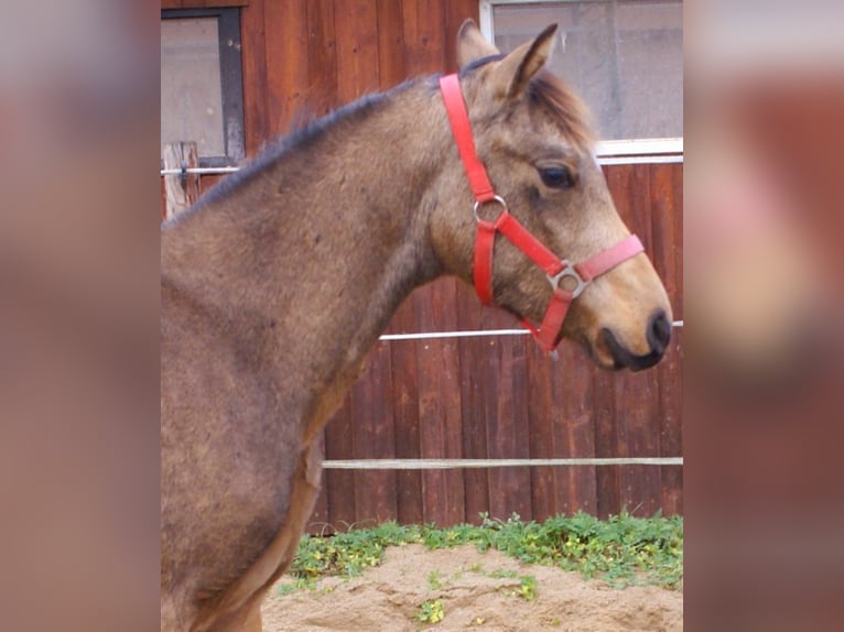 Duitse rijpony Hengst veulen (02/2024) 148 cm Falbe in Velpke