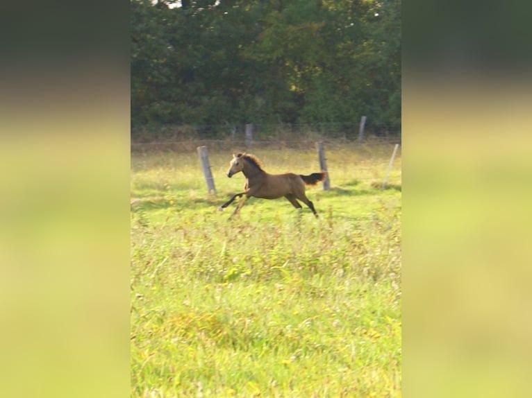 Duitse rijpony Hengst veulen (02/2024) 148 cm Falbe in Velpke