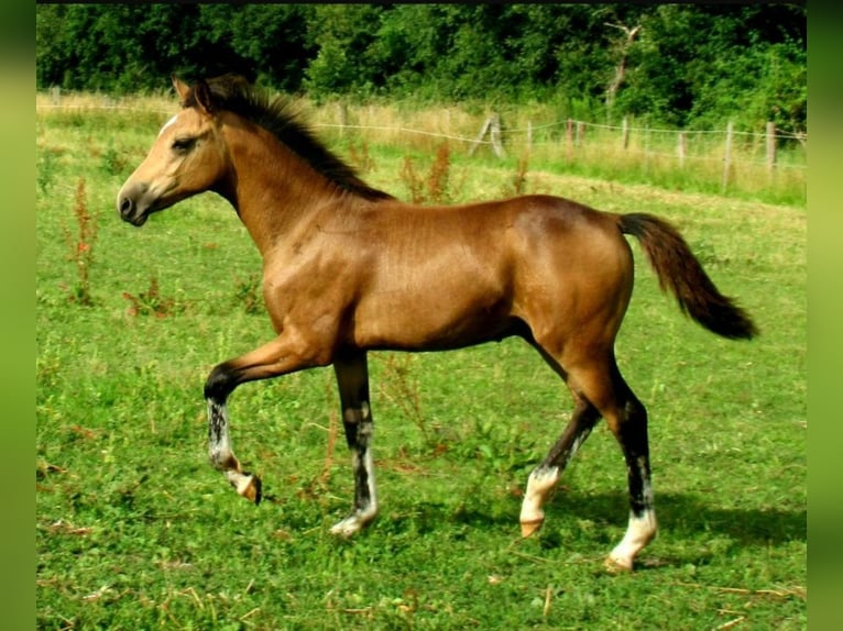 Duitse rijpony Hengst veulen (02/2024) 148 cm Falbe in Velpke