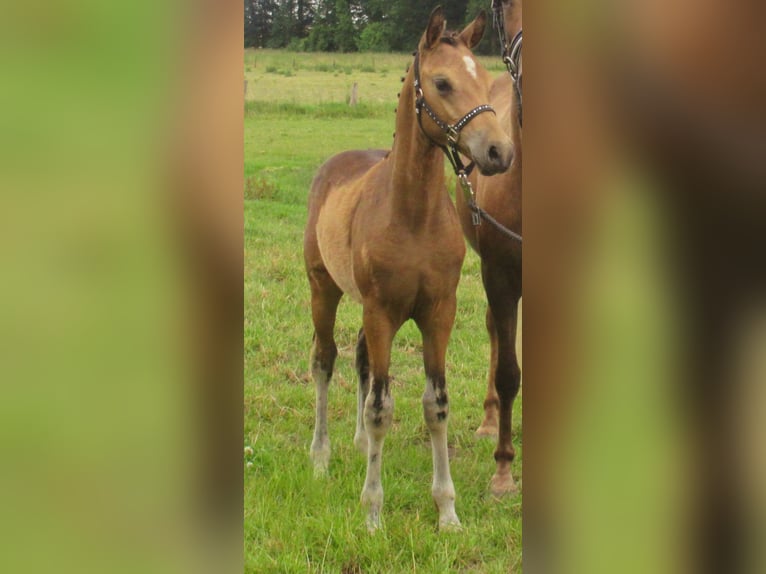 Duitse rijpony Hengst veulen (02/2024) 148 cm Falbe in Velpke