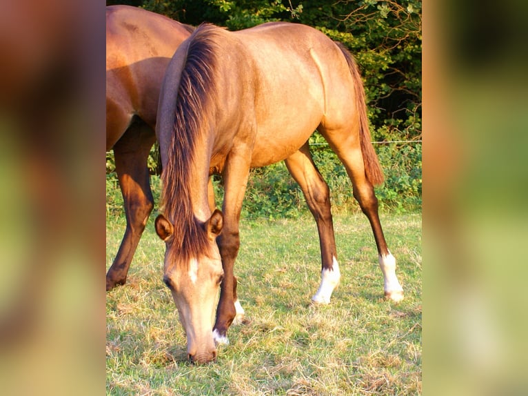 Duitse rijpony Hengst veulen (02/2024) 148 cm Falbe in Velpke